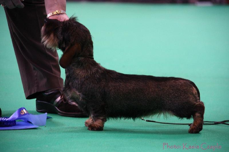 Crufts2011_2 1121.jpg